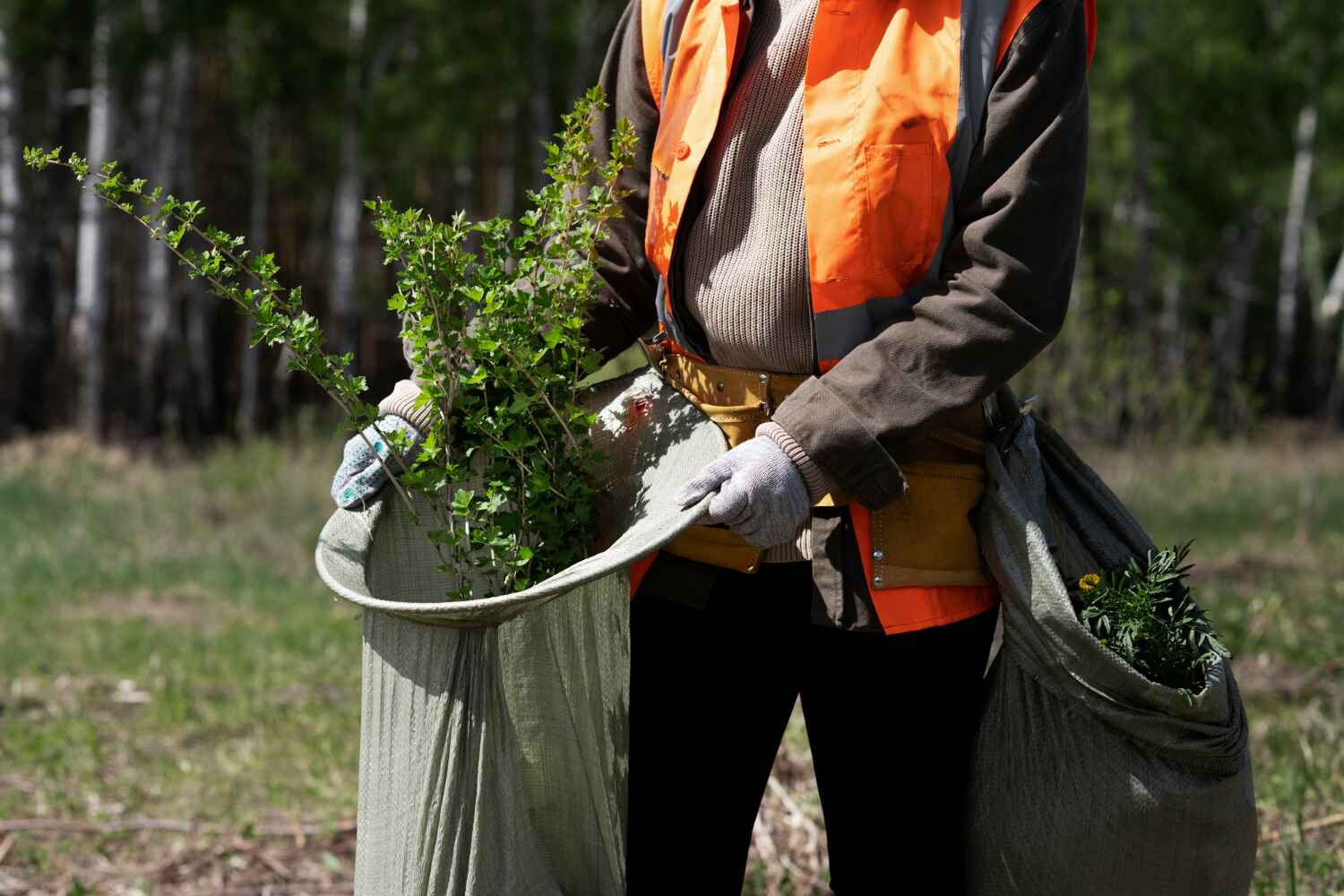 The Steps Involved in Our Tree Care Process in Whitehouse, TX